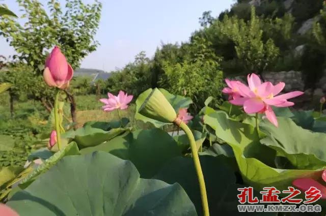 宋朝古莲子“沉睡千年”后绽放，莲叶生机勃勃！