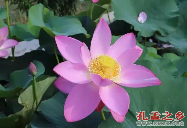 宋朝古莲子“沉睡千年”后绽放，莲叶生机勃勃！
