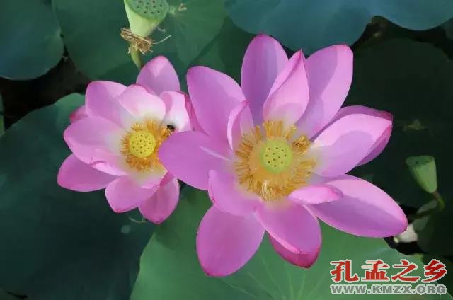 宋朝古莲子“沉睡千年”后绽放，莲叶生机勃勃！
