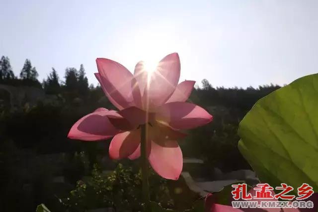 宋朝古莲子“沉睡千年”后绽放，莲叶生机勃勃！