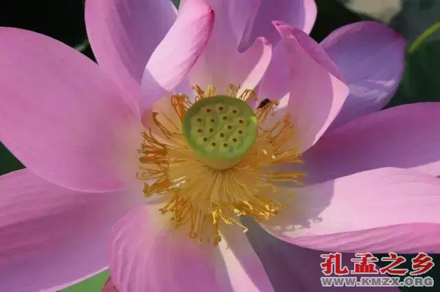 宋朝古莲子“沉睡千年”后绽放，莲叶生机勃勃！