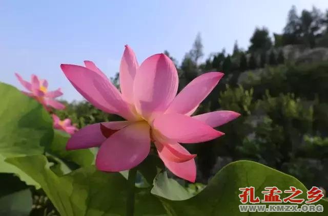 宋朝古莲子“沉睡千年”后绽放，莲叶生机勃勃！
