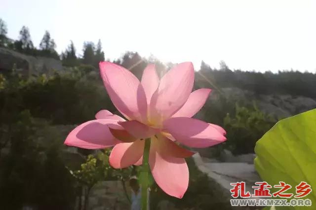 宋朝古莲子“沉睡千年”后绽放，莲叶生机勃勃！