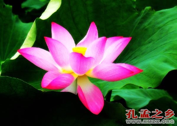 济宁市花