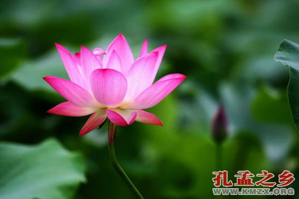 微山湖荷花节