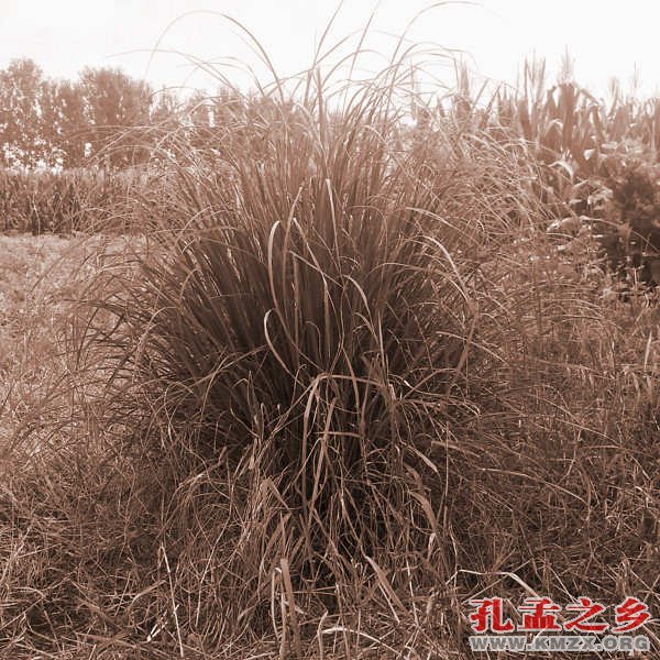 编蓑衣