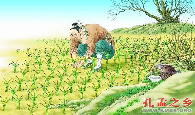 拔苗助长