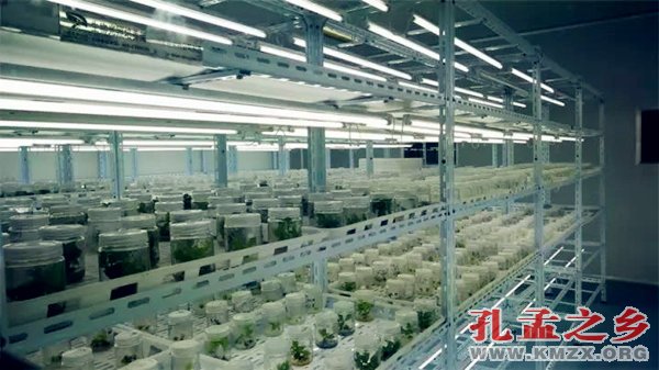 中国•任城花木博览会暨第十一届李营法桐节