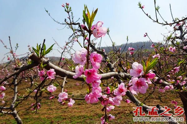嘉祥桃花