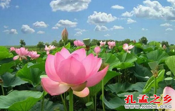 微山湖荷花节