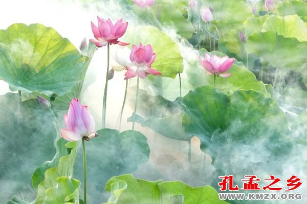 微山湖湿地红荷节