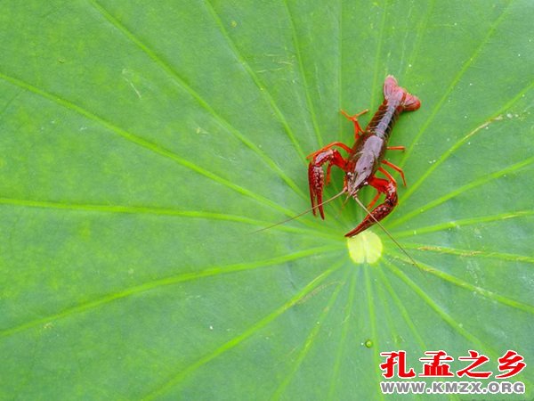 鱼台龙虾节