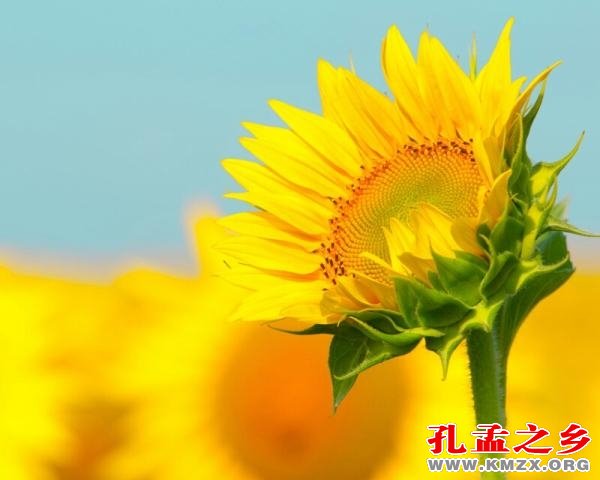 微山县阳光公园里有阳光