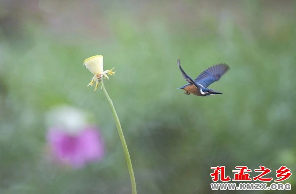 李雪芳摄影 翠鸟