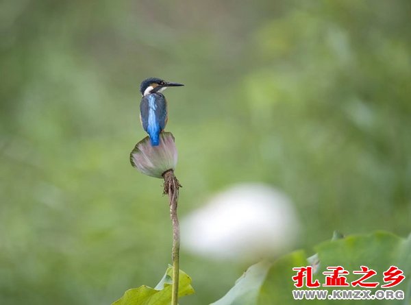 李雪芳摄影 翠鸟