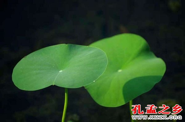 梦中（散文）