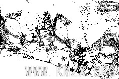 ccls-16.gif (3140 bytes)