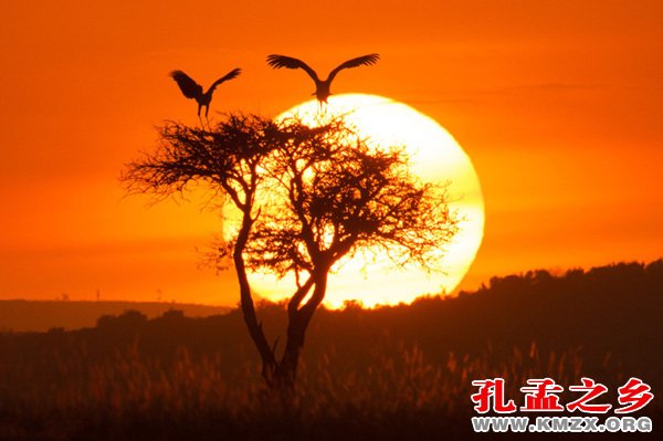 祖先与飞鸟
