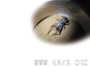 宁阳蟋蟀(组图)
