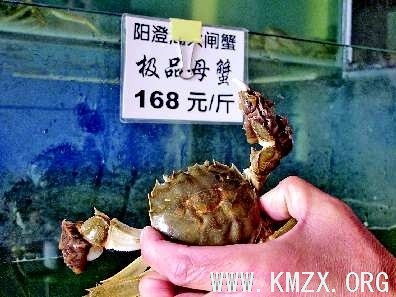 微山湖大闸蟹