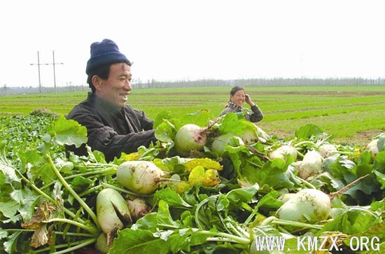 济宁接庄红心萝卜