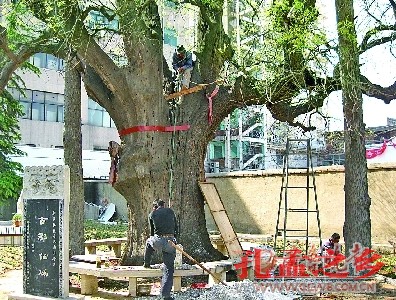 工作人员在往树内空洞填充防腐材料