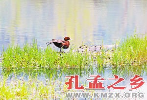 白眼潜鸭重庆主城仅见于照母山森林公园