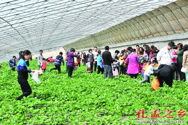 星村镇南陈村草莓采摘基地