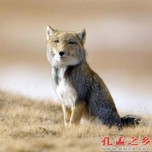 人为什么要有看透生死的勇气？