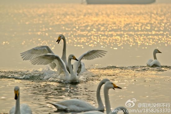 天鹅起舞(图：@阳光没你不行)