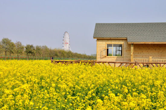 万亩油菜花(图：@临沂市旅游局官方微博)