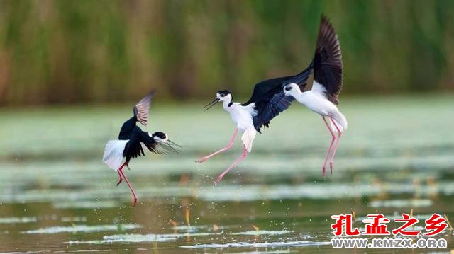 微山湖国家湿地公园里翩翩起舞的长腿鹬 赵迈 摄